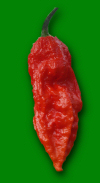 Bhut Jolokia